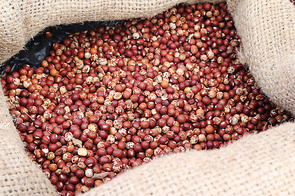 포토 JPG 해외이미지 식물 음식 백그라운드 패턴 농업 다이어트 채소 재료 건조 건강 요리 씨앗 동양인 사람없음 농작물 펼침 변화 플랫 낟알 먹기 유기농 질감 비둘기 완두콩 날것 내추럴 단백질 식용 채식주의자 해외202004 해외포토 웰빙 산업 컨셉 무늬 모션 조류 콩 인종 채식 영양소 파일형식 이미지허브