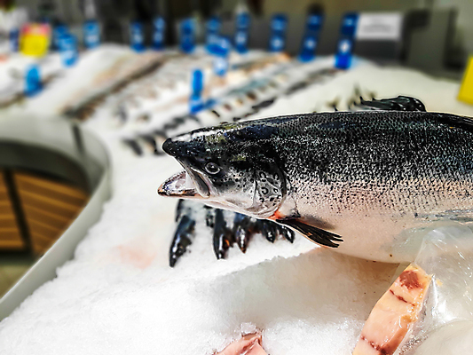 포토 JPG 해외이미지 백그라운드 낚시 어류 요리 사람없음 판매 세일 얼음 추위 신선 시장 해산물 고등어 해외202004 해외포토 자연요소 레저 수중동물 파일형식 이미지허브