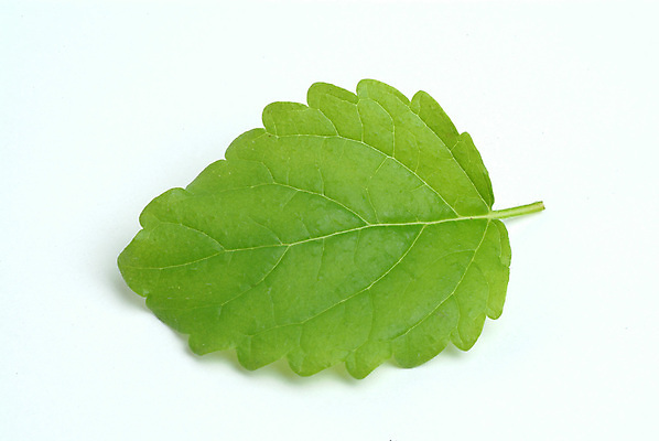 포토 JPG 해외이미지 식물 사람없음 치료 농작물 약 약재 약초 허브 내추럴 마약 자연요법 해외202004 해외포토 농업 의학 풀_식물 파일형식 이미지허브