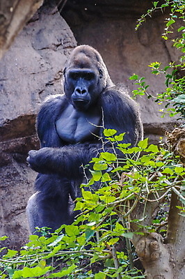 포토 JPG 해외이미지 동물 척추동물 남자 얼굴 야생동물 포유류 아프리카 자연 초식동물 종류 성인 사람없음 초록색 물 힘 분노 흰색 원숭이 황무지 닫기 숲 큼 왕 리더 멸종 서식지 유인원 고릴라 동물상 서쪽 지능 카메룬 콩고 힘찬 해외202004 해외포토 자연요소 감정 나라 컬러 컨셉 모션 사람 신체부위 조형물 크기 방향 생태계 파일형식 이미지허브