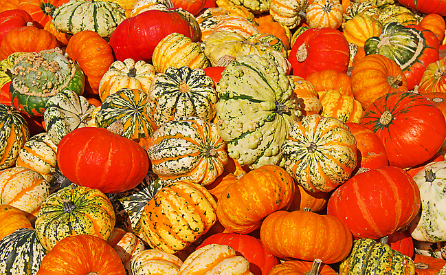 포토 JPG 해외이미지 계절 음식 백그라운드 농업 다이어트 채소 오렌지 호박 건강 사람없음 야외 장식 빨간색 컬러풀 농장 노란색 맑음 침묵 할로윈 수확 가을 신선 시장 먹기 심볼 유기농 추수감사절 스쿼시 내추럴 땅바닥 밭일 숙성 많음 해외202004 해외포토 웰빙 산업 기독교 스포츠 컬러 컨셉 과일 모션 날씨 바닥 구기 소리 파일형식 이미지허브