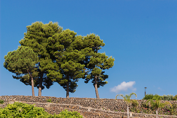 포토 JPG 해외이미지 나무 자연 하늘 3 풍경 사람없음 야외 여름 언덕 지역 타운 해외202004 해외포토 식물 계절 도시 생태계 파일형식 이미지허브