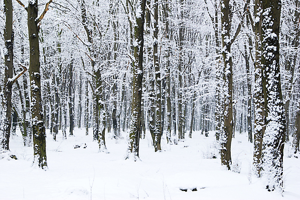 포토 JPG 해외이미지 주간 나무 겨울 자연 사람없음 야외 눈 숲속 겨울풍경 해외202004 눈덮임 해외포토 자연요소 식물 계절 컨셉 날씨 풍경 숲 생태계 파일형식 이미지허브