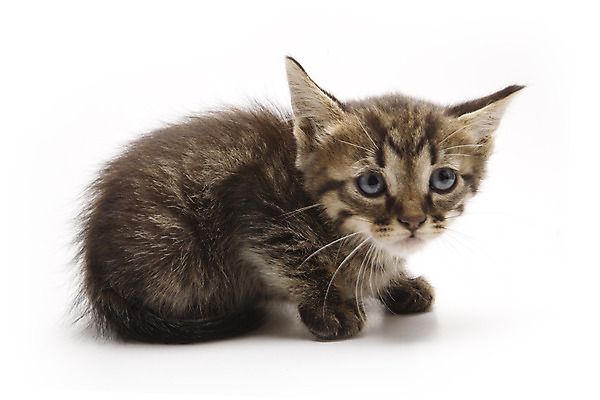 포토 JPG 해외이미지 동물 포유류 수염 털 사람없음 반려동물 고양이 흰색 호랑이 작음 꼬리 고립 해외202004 해외포토 컬러 크기 파일형식 이미지허브