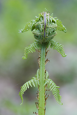 포토 JPG 해외이미지 모양 식물 계절 잎 자연 추상 사람없음 초록색 개발 양치류 그리너리 해외202004 해외포토 컬러 무늬 생태계 파일형식 트랜드컬러 이미지허브