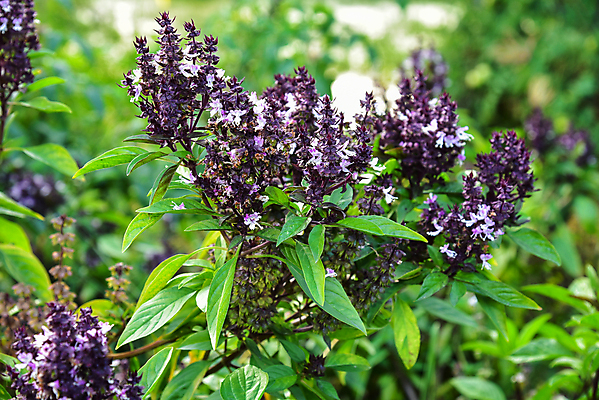 포토 JPG 해외이미지 식물 음식 백그라운드 잎 채소 재료 자연 건강 요리 사람없음 초록색 이탈리아 신선 닫기 맛 허브 향신료 유기농 매움 날것 향 바질 내추럴 채식주의자 해외202004 해외포토 웰빙 유럽 컬러 컨셉 모션 생태계 채식 향미료 파일형식 이미지허브