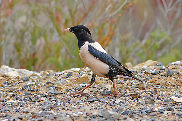 포토 JPG 해외이미지 나무 동물 여자 남자 아시아 얼굴 야생동물 백그라운드 날개 자연 조류 사람없음 야외 목재 가로 초록색 컬러풀 머리 환경 나뭇가지 막대기 닫기 숲 깃털 꼬리 부리 서식지 생태학 이국적 해외202004 해외포토 식물 교육 나라 컬러 재료 모션 사람 신체부위 생태계 파일형식 이미지허브