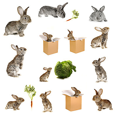 포토 JPG 해외이미지 동물 야생동물 포유류 부활절 생물 사랑 사람없음 초록색 반려동물 농장 가축 회색 흰색 토끼 달콤 작음 양배추 형제 부드러움 솜털 밭일 해외202004 해외포토 기념일 남자 감정 컬러 농업 채소 가족 감각 맛 크기 파일형식 이미지허브
