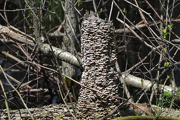 포토 JPG 해외이미지 나무 식물 계절 지구 음식 백그라운드 자연 사람없음 야외 목재 갈색 버섯 젖음 흰색 신선 그룹 숲 유기농 내추럴 곰팡이 해외202004 해외포토 웰빙 컬러 재료 생태계 파일형식 이미지허브