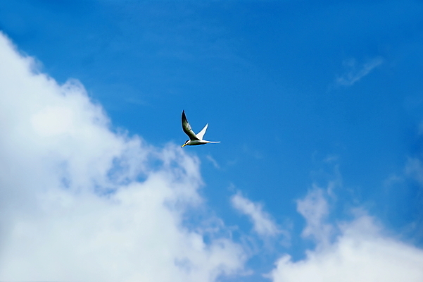 포토 JPG 해외이미지 구름 자연 조류 하늘 사람없음 파란색 해외202004 해외포토 자연요소 동물 컬러 생태계 파일형식 이미지허브