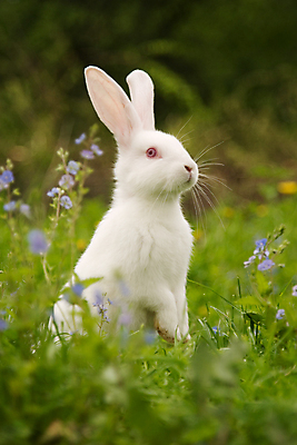 포토 JPG 해외이미지 동물 꽃 포유류 자연 부활절 털 사람없음 빨간색 초록색 반려동물 농장 봄 흰색 아기 토끼 설치류 귀 해외202004 해외포토 식물 계절 기념일 컬러 농업 사람 신체부위 생태계 파일형식 이미지허브