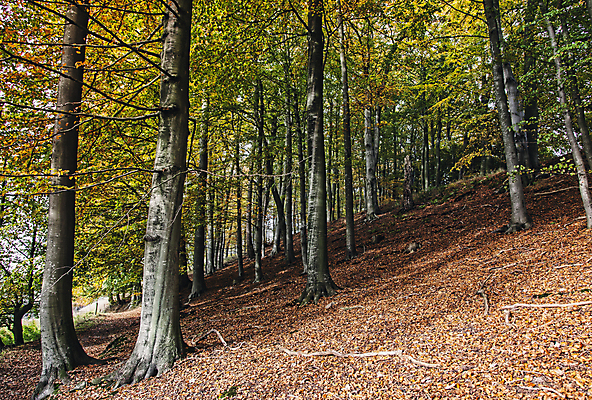포토 JPG 해외이미지 나무 식물 줄기 잎 오렌지 자국 풍경 사람없음 야외 목재 초록색 갈색 노란색 환경 젖음 성장 가을 숲 언덕 강렬 해외202004 해외포토 계절 컬러 과일 재료 파일형식 이미지허브
