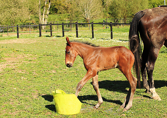 포토 JPG 해외이미지 동물 꽃 감정 밭 포유류 모션 자연 놀이 엄마 사람없음 야외 초록색 물 반려동물 농장 갈색 머리 목장 게임 시골 아기 승마 양동이 망아지 기르기 돌봄 무료 해외202004 해외포토 자연요소 식물 새끼 스포츠 컬러 농업 가족 사람 신체부위 말_동물 생태계 파일형식 이미지허브