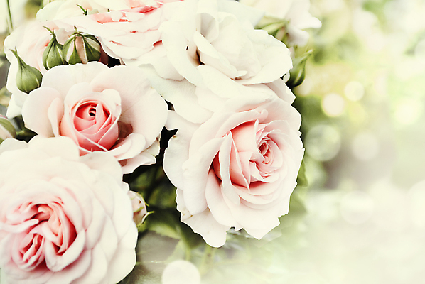 포토 JPG 해외이미지 식물 디자인 계절 공원 꽃 분홍색 꽃다발 백그라운드 컨셉 잎 꽃무늬 밭 자연 벽지 발렌타인데이 사람없음 야외 초록색 여름 빛 컬러풀 태양 장미 우주 정원 보라색 봄 벚꽃 흰색 신선 신용카드 닫기 다발 복고 보케 장면 내추럴 해외202004 해외포토 자연요소 공공시설 컬러 무늬 농업 모션 데이이벤트 금융 생태계 파일형식 이미지허브