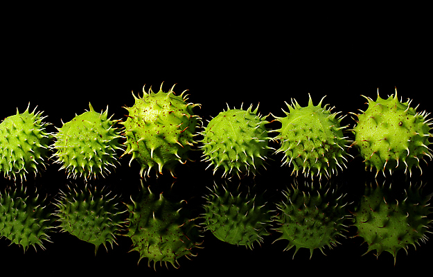 포토 JPG 해외이미지 나무 식물 자연 사람없음 초록색 갈색 정원 가시 스파이크 해외202004 해외포토 컬러 생태계 파일형식 이미지허브