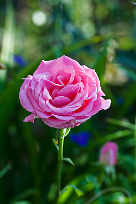 포토 JPG 해외이미지 식물 꽃잎 꽃 벽 줄기 잎 꽃무늬 자연 풍경 사람없음 야외 빨간색 초록색 여름 컬러풀 장미 정원 침묵 벚꽃 개화 우아함 산호 유기농 원예 장면 내추럴 해외202004 해외포토 웰빙 계절 컬러 컨셉 무늬 취미 소리 자포동물 생태계 파일형식 이미지허브