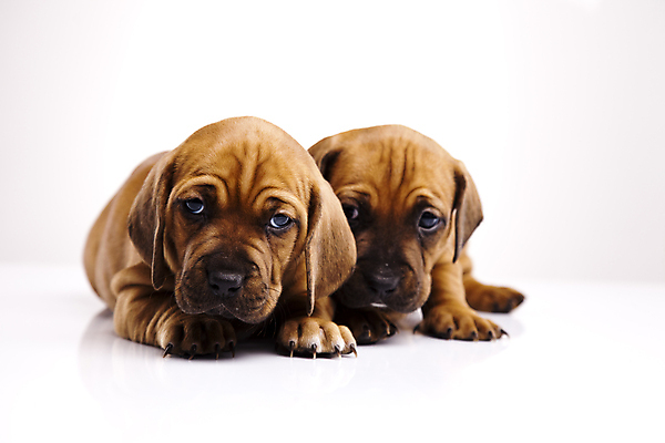 포토 JPG 해외이미지 반려견 새끼 엎드리기 두마리 실내 사람없음 반려동물 귀여움 강아지 닥스훈트 흰배경 해외202004 해외포토 동물 백그라운드 컨셉 2 모션 내부 흰색 개 파일형식 이미지허브