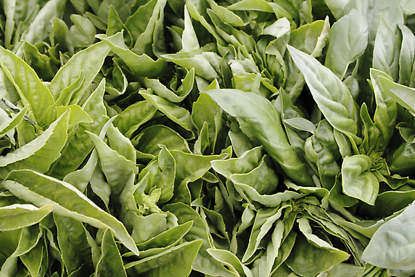 포토 JPG 해외이미지 전통 음식 백그라운드 잎 다이어트 채소 재료 건강 요리 사람없음 초록색 세일 이탈리아 수확 신선 양념 시장 달콤 맛 큼 수집 허브 날것 향기 향 바질 내추럴 채식주의자 해외202004 해외포토 식물 유럽 컬러 컨셉 농업 크기 채식 냄새 파일형식 이미지허브