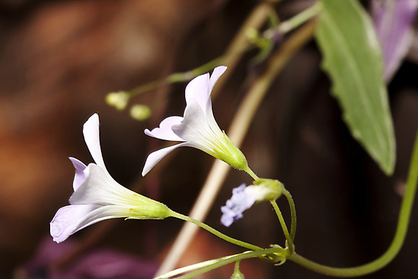 포토 JPG 해외이미지 식물 꽃 백그라운드 농업 자연 사람없음 야외 장식 초록색 컬러풀 귀여움 정원 흰색 닫기 클로버 토끼풀 아일랜드 라일락 해외202004 해외포토 유럽 산업 컬러 컨셉 모션 생태계 파일형식 이미지허브