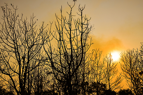 포토 JPG 해외이미지 나무 식물 공원 실루엣 섬 백그라운드 캐나다 패턴 오렌지 자연 하늘 추상 풍경 사람없음 야외 빨간색 빛 컬러풀 햇빛 태양 일출 검은색 황혼 일몰 새벽 나뭇가지 죽음 황금 고독 저녁 숲 내추럴 앨버타 엘크 전국 해외202004 해외포토 자연요소 공공시설 감정 컬러 북아메리카 무늬 과일 촬영기법 노을 야간 생태계 파일형식 이미지허브
