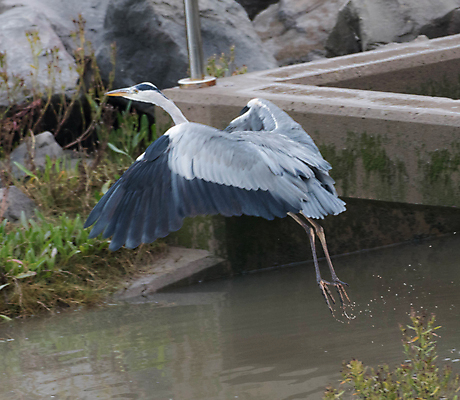 포토 JPG 해외이미지 사람없음 강 회색 저수지 왜가리 이륙 해외202004 해외포토 컬러 조류 파일형식 이미지허브