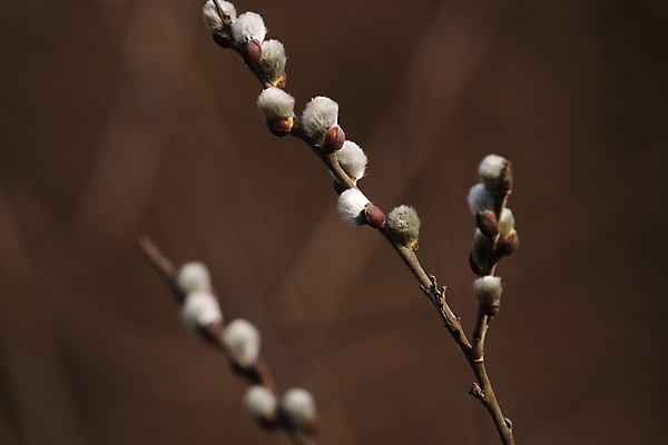 포토 JPG 해외이미지 나무 식물 자연 새로움 사람없음 야외 봄 회색 나뭇가지 신선 내추럴 해외202004 해외포토 계절 컬러 컨셉 생태계 파일형식 이미지허브