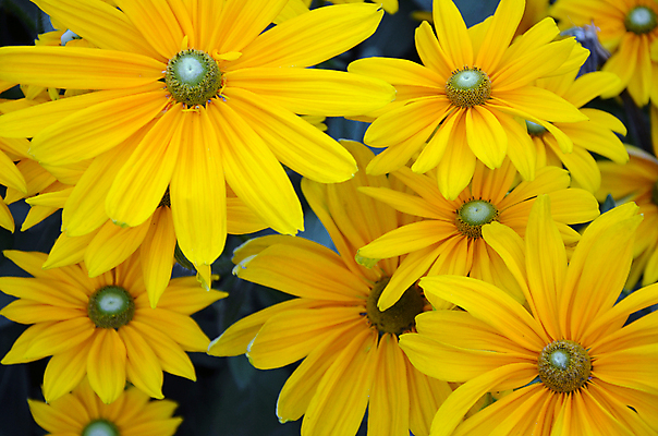 포토 JPG 해외이미지 식물 꽃잎 꽃 꽃무늬 자연 해바라기 국화 사람없음 여름 노란색 정원 벚꽃 가을 개화 원예 데이지 꽃수술 해외202004 해외포토 계절 컬러 무늬 취미 생태계 파일형식 이미지허브