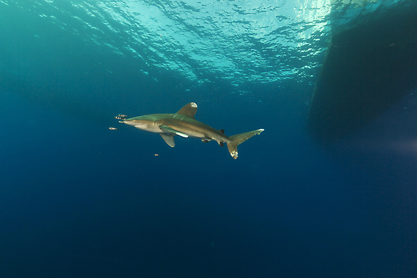 포토 JPG 해외이미지 바다 백그라운드 자연 사람없음 물 파란색 햇빛 태양 수중 광선 액체 아래 다이빙 상어 깊이 해외202004 해외포토 자연요소 컬러 어류 수영 방향 생태계 위치 수중스포츠 파일형식 이미지허브