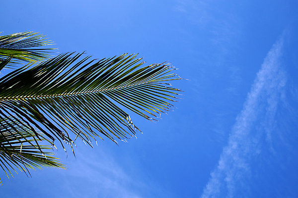 포토 JPG 해외이미지 나무 구름 아시아 선 파도 여행 백그라운드 잎 패턴 태국 자연 하늘 추상 휴식 이끼 동양인 사람없음 목재 여름 햇빛 갈색 노란색 검은색 자유 껍질 흰색 만 질감 나무껍질 감싸기 미얀마 화창 해외202004 해외포토 자연요소 식물 계절 나라 바다 컬러 컨셉 무늬 재료 모션 날씨 인종 태양 생태계 파일형식 이미지허브