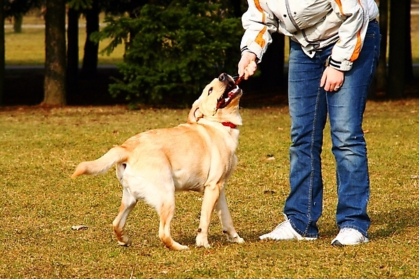 포토 JPG 해외이미지 동물 행복 어린이 포유류 자연 털 사람없음 반려동물 갈색 귀여움 검은색 우정 듣기 황금 개 리트리버 달콤 강아지 보호 전시회 코 사냥개 귀 수의사 송곳니 기르기 돌봄 동반자 해외202004 해외포토 감정 컬러 컨셉 모션 사람 신체부위 친구 전시 의사 맛 치아 생태계 파일형식 이미지허브