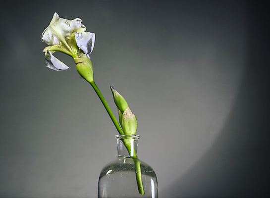 포토 JPG 해외이미지 식물 꽃잎 꽃 백그라운드 꽃무늬 유리 사람없음 장식 초록색 물 컬러풀 새싹 꽃병 수확 벚꽃 흰색 시골 심볼 오브젝트 꽃가루 붓꽃 내추럴 해외202004 해외포토 자연요소 컬러 무늬 농업 재질 가루 파일형식 이미지허브