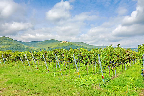 포토 JPG 해외이미지 식물 구름 계절 산업 음식 잎 밭 농업 과일 자연 하늘 포도 독일 풍경 사람없음 야외 초록색 여름 파란색 농장 농경지 계곡 수확 성장 시골 신선 땅 그림 포도밭 포도나무 내추럴 양조장 줄서기 해외202004 해외포토 자연요소 유럽 컬러 모션 과일나무 생태계 파일형식 이미지허브