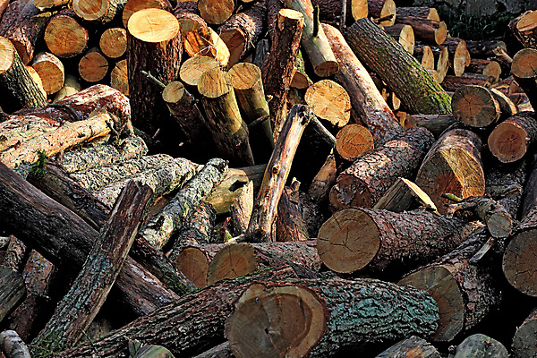 포토 JPG 해외이미지 사람없음 목재 초록색 재활용 에너지 그린에너지 장작 친환경 통나무 연료 난방 자원 해외202004 해외포토 나무 컬러 재료 환경 파일형식 이미지허브