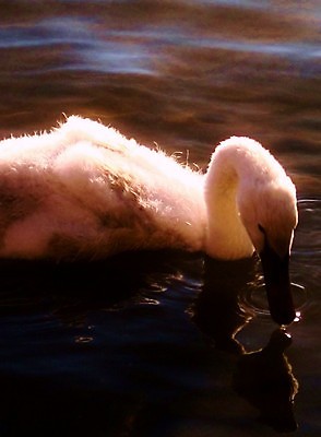포토 JPG 해외이미지 동물 호수 야생동물 파도 자연 조류 병아리 풍경 사람없음 야외 물 파란색 빛 햇빛 평화 환경 수영 젖음 흰색 신선 우아함 보호 깃털 백조 내추럴 웅장함 잔물결 해외202004 해외포토 자연요소 물결 바다 컬러 컨셉 태양 수상스포츠 생태계 파일형식 이미지허브