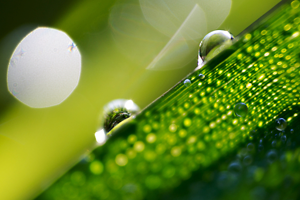 포토 JPG 해외이미지 식물 백그라운드 잎 요가 자연 아침 날씨 사랑 사람없음 야외 초록색 물 여름 세계 반사 환경 정원 봄 거품 젖음 추위 자유 성장 물방울 신선 투명 떨어짐 이슬 빗방울 향수 순수 명상 고립 진짜 해외202004 해외포토 주간 자연요소 웰빙 계절 감정 컬러 컨셉 화장품 비_날씨 생태계 파일형식 이미지허브