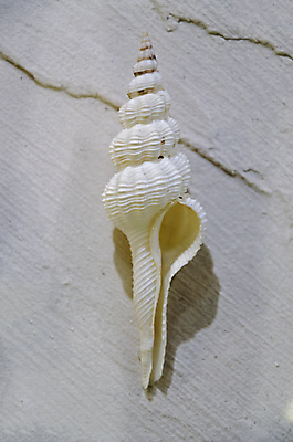 포토 JPG 해외이미지 동물 전통 디자인 옷 별 음식 모래 파도 바다 백그라운드 컨셉 패턴 바지 자연 표면 휴가 조개 불가사리 파노라마 종류 미술 사람없음 야외 장식 물 여름 파란색 청춘 컬러풀 유행 환경 어둠 여러개 껍질 흰색 직물 도시 면 혼합 남색 수집 묘사 질감 땀 캔버스 가리비 섬유 내추럴 그런지 옛날 스타일 많음 해외202004 해외포토 자연요소 계절 컬러 다수 무늬 하의 문화예술 어패류 극피동물 촬영기법 생태계 파일형식 이미지허브