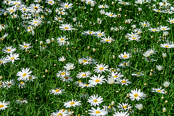 포토 JPG 해외이미지 식물 디자인 계절 공원 꽃잎 꽃 줄기 백그라운드 꽃무늬 밭 자연 건강 사람없음 야외 초록색 파란색 햇빛 태양 약 노란색 정원 맑음 봄 벚꽃 흰색 시골 그룹 허브 묘사 에코 데이지 내추럴 모종 처음 캐모마일 해외202004 해외포토 자연요소 공공시설 컬러 무늬 농업 의학 날씨 환경 생태계 파일형식 이미지허브