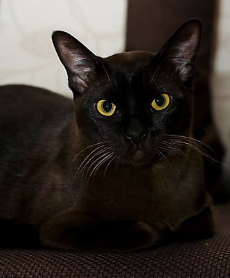 포토 JPG 해외이미지 동물 응시 친절 수염 사람없음 갈색 초콜릿 흰색 호기심 턱 거짓말 기르기 아이라이너 유래 버미즈 해외202004 해외포토 시선 감정 컬러 컨셉 디저트 고양이 돌봄 파일형식 이미지허브