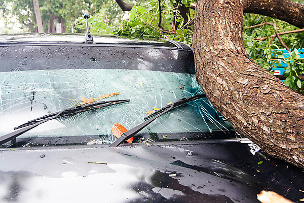 포토 JPG 해외이미지 나무 창문 자동차 유리 바람 거리 안전 사람없음 손상 나뭇가지 균열 수리 위험 충돌 사건 폭풍 보험 깨짐 자동 주장 비용 해외202004 해외포토 자연요소 식물 육상교통 컨셉 모션 재질 날씨 경제 파일형식 이미지허브