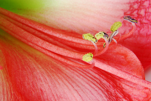 포토 JPG 해외이미지 식물 계절 꽃잎 꽃 백그라운드 크리스마스 패턴 오렌지 전구 추상 주택 사람없음 빨간색 노란색 난초 백합 큼 꽃가루 꽃수술 해외202004 해외포토 기념일 컬러 무늬 과일 건물 크기 가루 파일형식 이미지허브