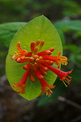 포토 JPG 해외이미지 식물 꽃무늬 자연 사람없음 해외202004 해외포토 꽃 무늬 생태계 파일형식 이미지허브
