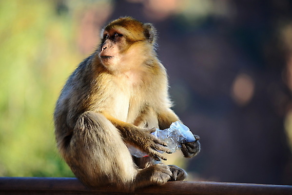 포토 JPG 해외이미지 동물 감정 아시아 야생동물 여행 생각 포유류 자연 털 사람없음 야외 머리 귀여움 원숭이 원시시대 해외202004 해외포토 나라 컨셉 신체부위 역사 생태계 파일형식 이미지허브
