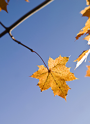 포토 JPG 해외이미지 나무 식물 백그라운드 잎 오렌지 자연 하늘 그림자 사람없음 야외 빨간색 세로 파란색 컬러풀 노란색 가을 나뭇가지 숲 카피스페이스 해외202004 해외포토 계절 컬러 과일 공백 생태계 파일형식 이미지허브