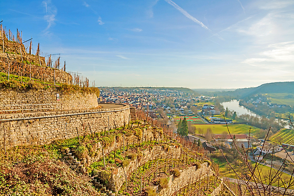 포토 JPG 해외이미지 나무 식물 구름 계절 여행 밭 농업 과일 자연 하늘 포도 아침 독일 풍경 사람없음 야외 초록색 여름 빛 태양 농장 일출 와인 계곡 일몰 봄 수확 성장 가을 시골 신선 포도밭 포도나무 양조장 해외202004 해외포토 주간 자연요소 유럽 산업 컬러 주류 노을 과일나무 생태계 파일형식 이미지허브