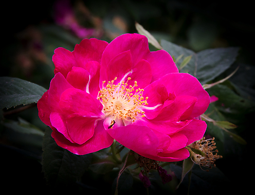 포토 JPG 해외이미지 식물 꽃 분홍색 잎 자연 사람없음 야외 여름 컬러풀 정원 벚꽃 축하 신선 개화 자주색 야광 내추럴 해외202004 해외포토 계절 컬러 컨셉 빛 생태계 파일형식 이미지허브