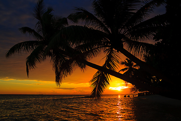 포토 JPG 해외이미지 나무 구름 실루엣 모래 파도 바다 섬 여행 잎 오렌지 자연 하늘 휴가 열대 따뜻함 손바닥 그림자 사람없음 빨간색 물 여름 파란색 태양 일출 맑음 일몰 꿈 야간 암초 코코넛 몰디브 아열대 해외202004 해외포토 자연요소 식물 손 계절 아시아 컬러 과일 날씨 촬영기법 노을 생태계 파일형식 이미지허브