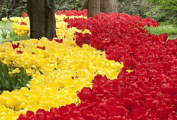 포토 JPG 해외이미지 식물 공원 꽃 자연 사람없음 정원 봄 기쁨 튤립 가득함 해외202004 해외포토 계절 공공시설 감정 생태계 파일형식 이미지허브
