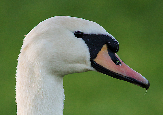 포토 JPG 해외이미지 주간 동물 야생동물 자연 조류 사람없음 야외 깃털 부리 백조 목 거위 물새 해외202004 해외포토 자연요소 신체부위 생태계 파일형식 이미지허브