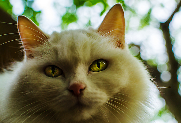 포토 JPG 해외이미지 척추동물 오렌지 자연 하늘 친절 앉기 사람없음 야외 파란색 반려동물 노란색 머리 고양이 관찰 호기심 부드러움 멀리 솜털 경보 고립 카피스페이스 해외202004 해외포토 동물 감정 컬러 컨셉 과일 포유류 모션 신체부위 공백 감각 생태계 파일형식 이미지허브