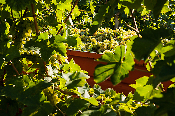 포토 JPG 해외이미지 식물 잎 밭 농업 과일 자연 풍경 사람없음 야외 가로 초록색 태양 농장 와인 맑음 성장 시골 포도밭 짐차 양조장 해외202004 해외포토 자연요소 산업 컬러 자동차 날씨 주류 생태계 파일형식 이미지허브